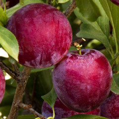 Саженцы диплоидной сливы (алычи) сорт Санта Роза, подвой алыча