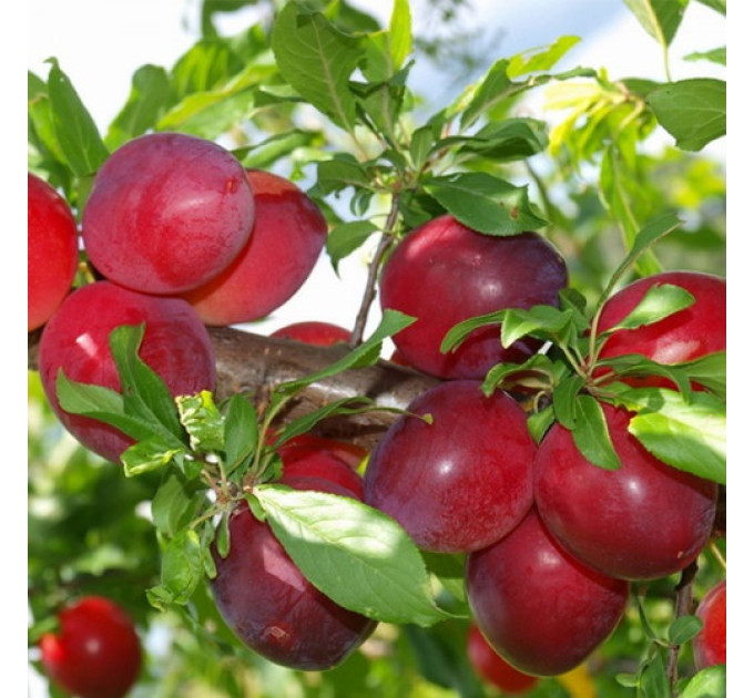 Саженцы диплоидной сливы (алычи) сорт Санта Роза, подвой алыча