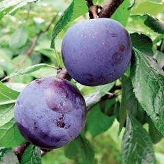 Диплоидная слива сорт Бианти