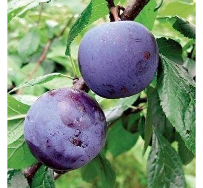 Диплоидная слива сорт Бианти