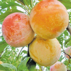 Саженцы диплоидной сливы (алычи) сорт Байрон Голд, подвой алыча