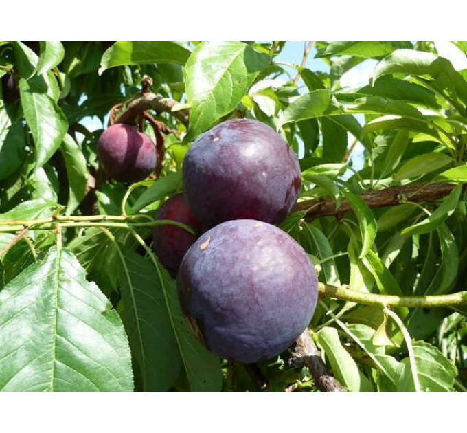 Саженцы диплоидной сливы (алычи) сорт Хироми Ред, подвой алыча