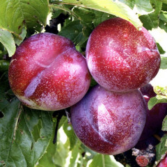 Саженцы диплоидной сливы (алычи) сорт Хироми Ред, подвой алыча