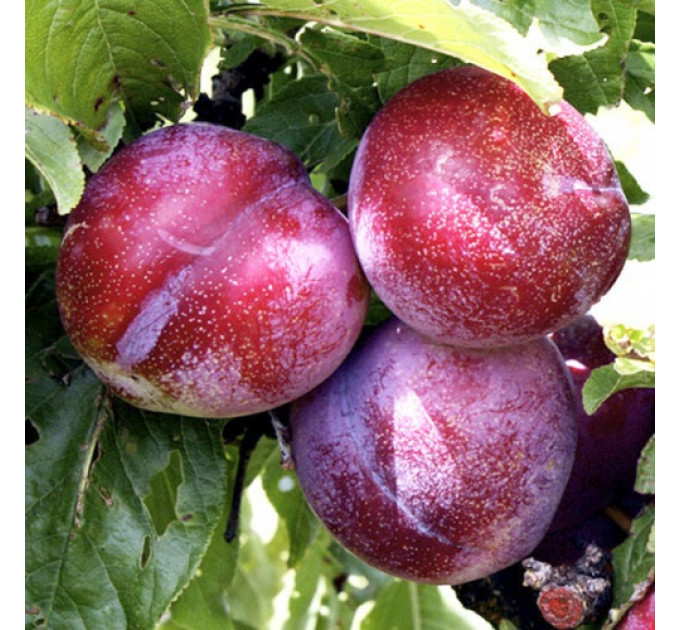 Саженцы диплоидной сливы (алычи) сорт Хироми Ред, подвой алыча