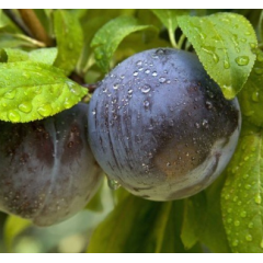 Диплоидная слива (алыча) сорт Блек Голд, підщепа алыча