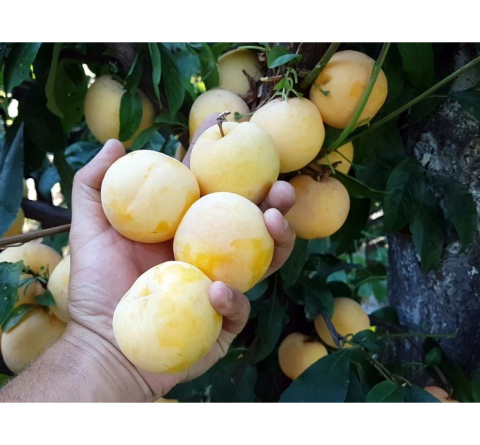 Саженцы диплоидной сливы (алычи) сорт То Че Сан, подвой алыча