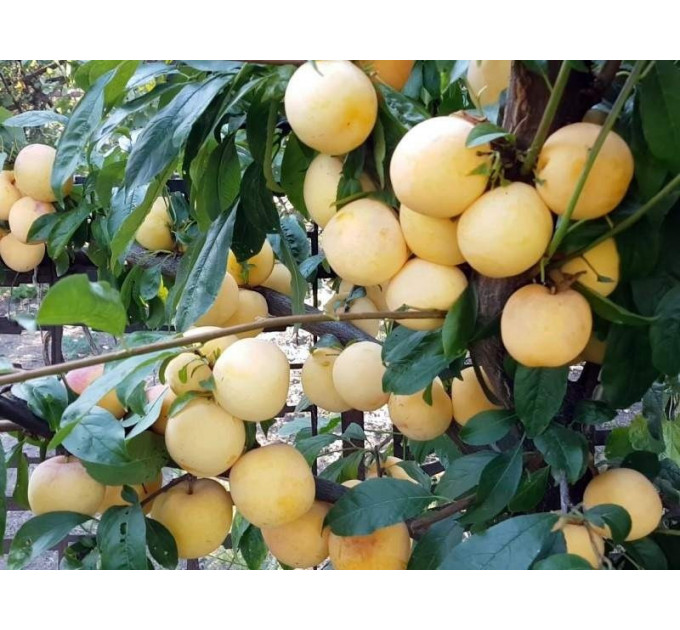 Саженцы диплоидной сливы (алычи) сорт То Че Сан, подвой алыча