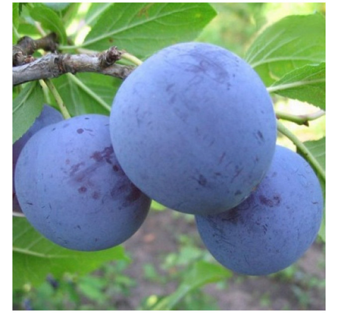Саженцы сливы сорт Блюфри