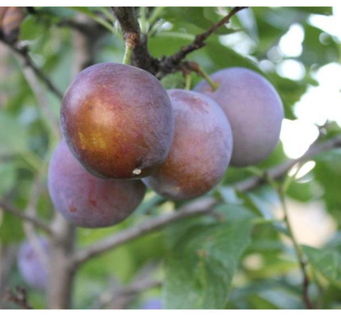 Саженцы сливы сорт Блюфри