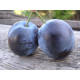 Саженцы сливы сорт Блюфри