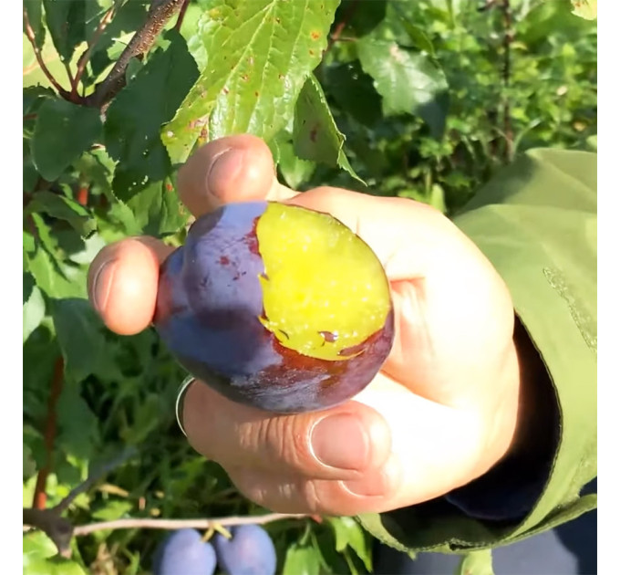 Саженцы сливы сорт Блюфри