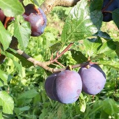 Саженцы сливы сорт Блюфри