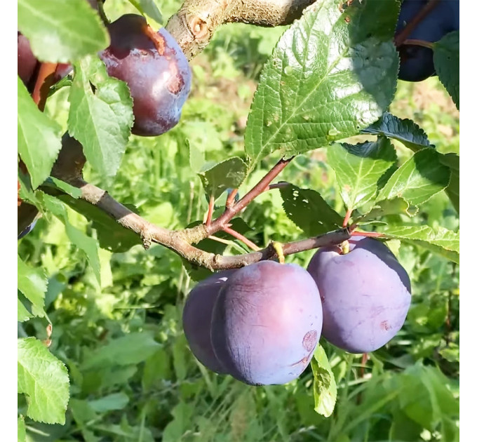 Саженцы сливы сорт Блюфри