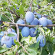 Саженцы сливы сорт Блюфри