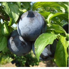 Саженцы диплоидной сливы (алычи) сорт Блек Амбер, подвой алыча