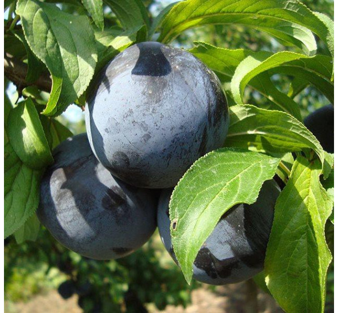 Саженцы диплоидной сливы (алычи) сорт Блек Амбер, подвой алыча