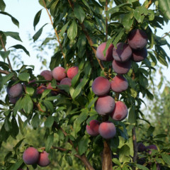 Диплоидная слива Лери Энн, подвой алыча