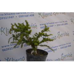 Бонсай Morusalba Pendulla (20л.)