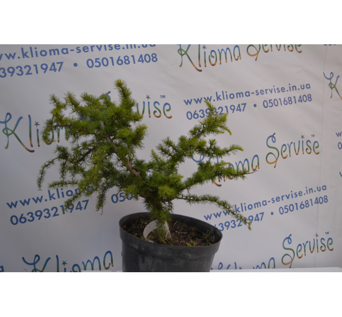 Бонсай Morusalba Pendulla (20л.)