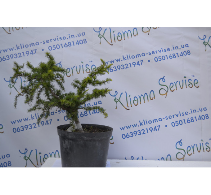 Бонсай Morusalba Pendulla (20л.)