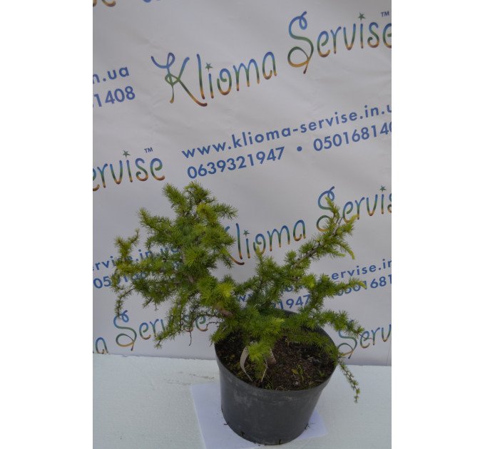 Бонсай Morusalba Pendulla (20л.)