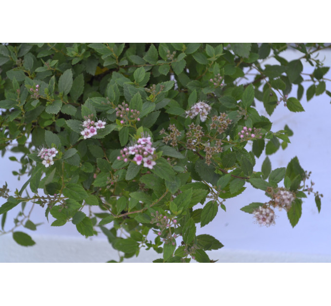 Спірея Нана "Nana" (p14)