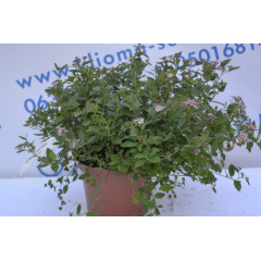 Спірея Нана "Nana" (p14)