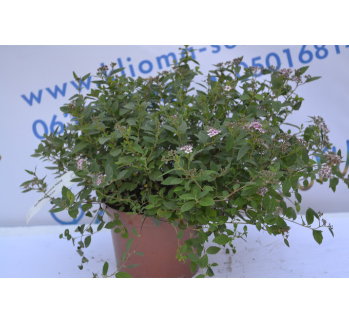 Спірея Нана "Nana" (p14)