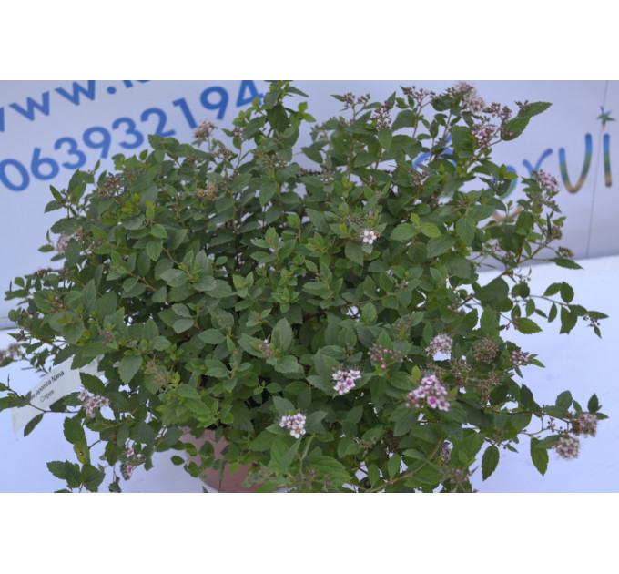 Спірея Нана "Nana" (p14)