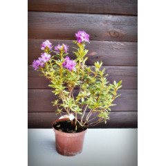 Рододендрон