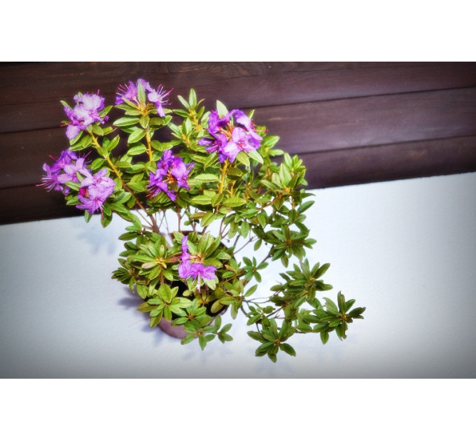 Рододендрон