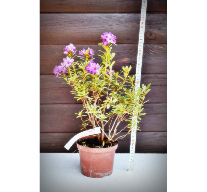 Рододендрон