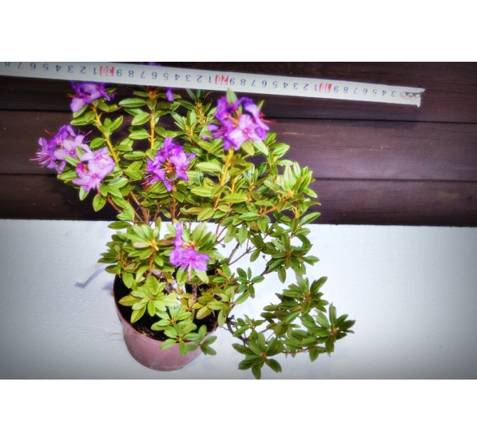 Рододендрон