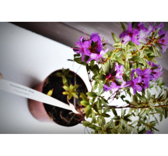 Рододендрон