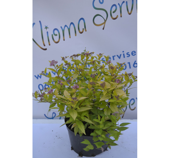 Спірея Голдмаунд "Goldmund" C2