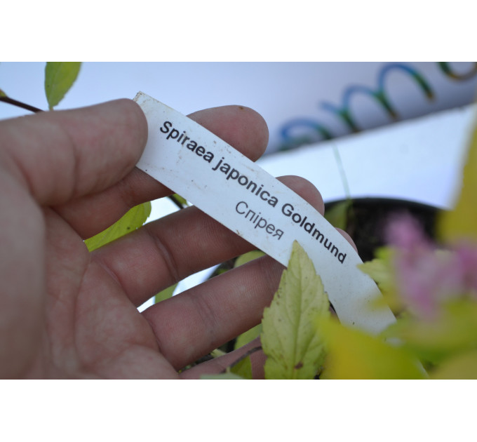 Спірея Голдмаунд "Goldmund" C2