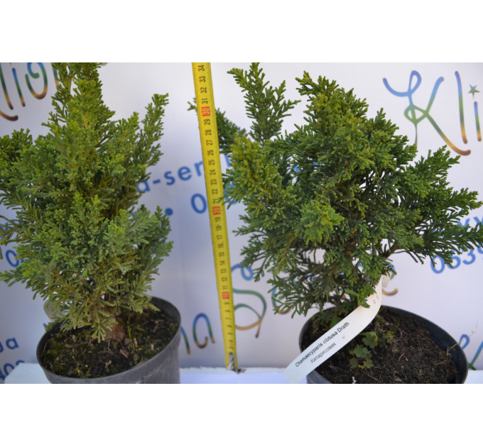 Кипарисовик "Drath", 30-40 см (5л.)