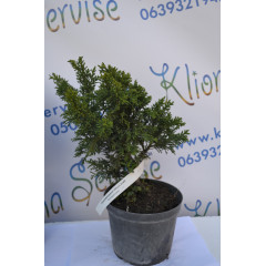 Кипарисовик "Drath", 30-40 см (5л.)