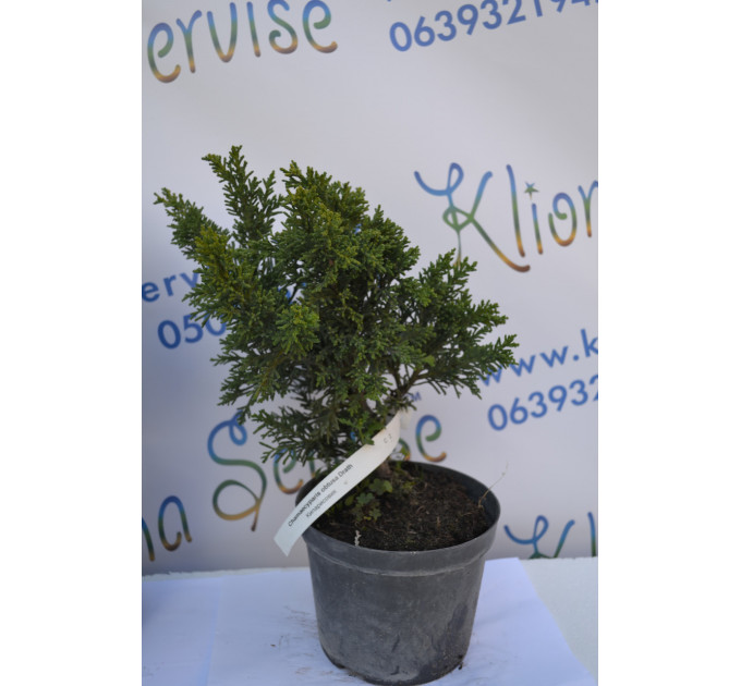 Кипарисовик "Drath", 30-40 см (5л.)