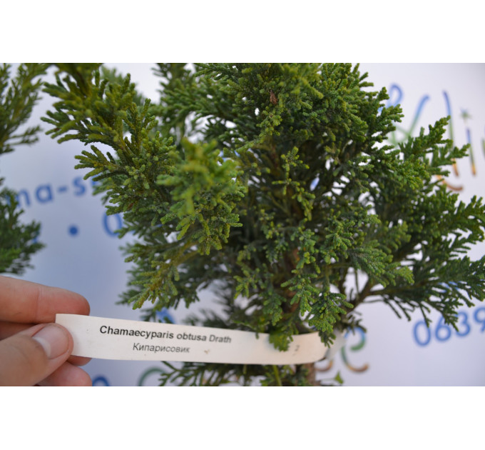 Кипарисовик "Drath", 30-40 см (5л.)