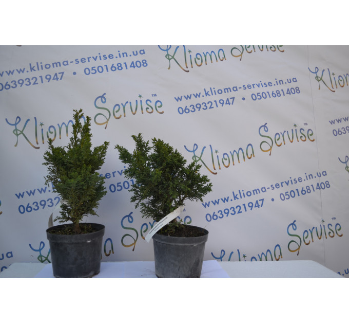 Кипарисовик "Drath", 30-40 см (5л.)