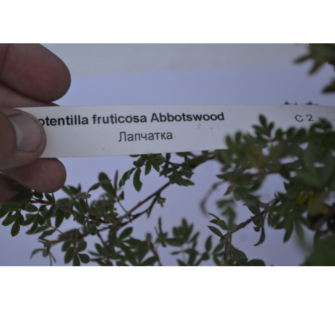 Перстач «Абботсвуд» "Abbotswood" H 40 (C2)
