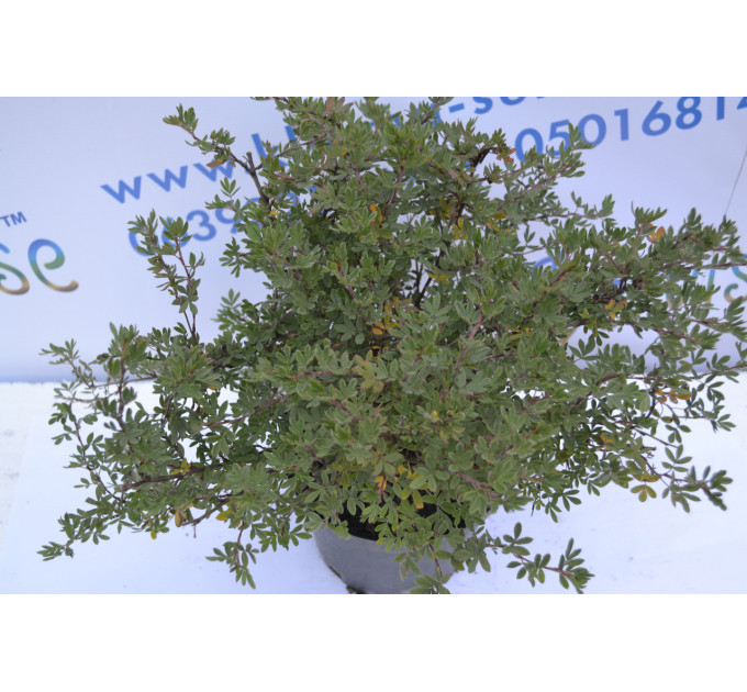 Перстач «Абботсвуд» "Abbotswood" H 40 (C2)