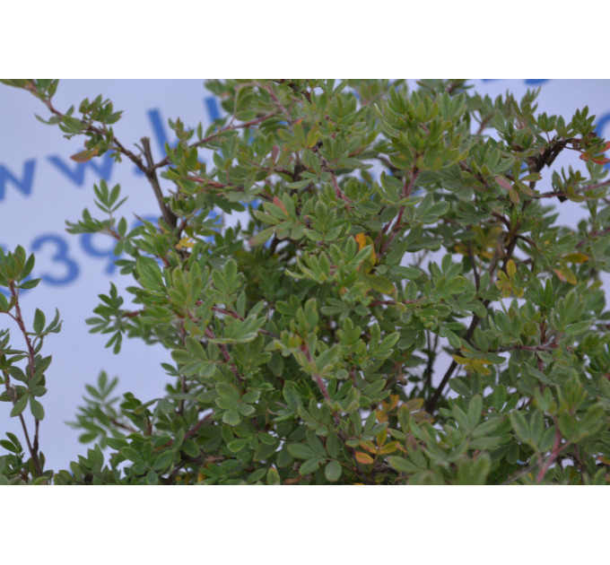 Перстач «Абботсвуд» "Abbotswood" H 40 (C2)