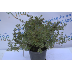 Перстач «Абботсвуд» "Abbotswood" H 40 (C2)