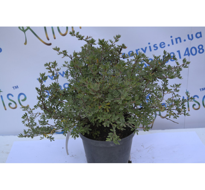 Перстач «Абботсвуд» "Abbotswood" H 40 (C2)