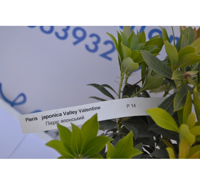 Пієріс японський "Valley Valentine" (p14)