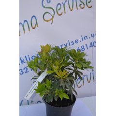 Пієріс японський "Valley Valentine" (p14)