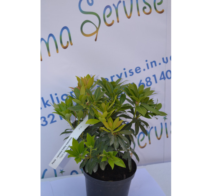 Пієріс японський "Valley Valentine" (p14)