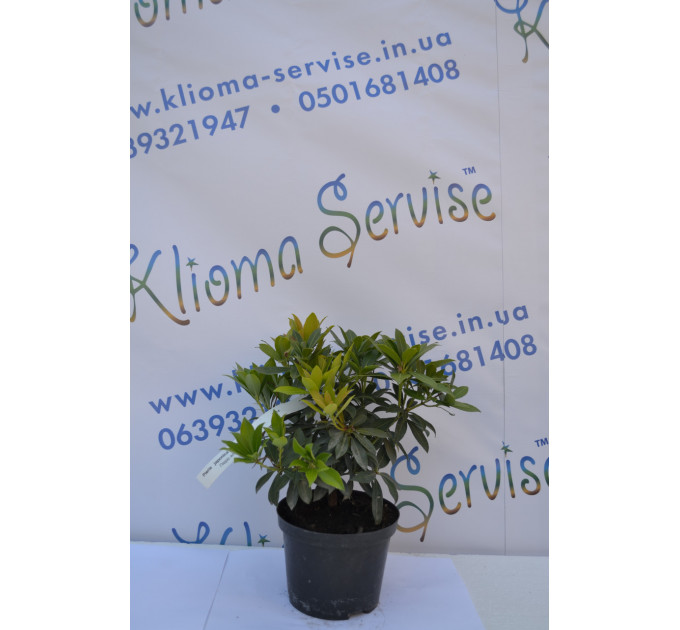 Пієріс японський "Valley Valentine" (p14)